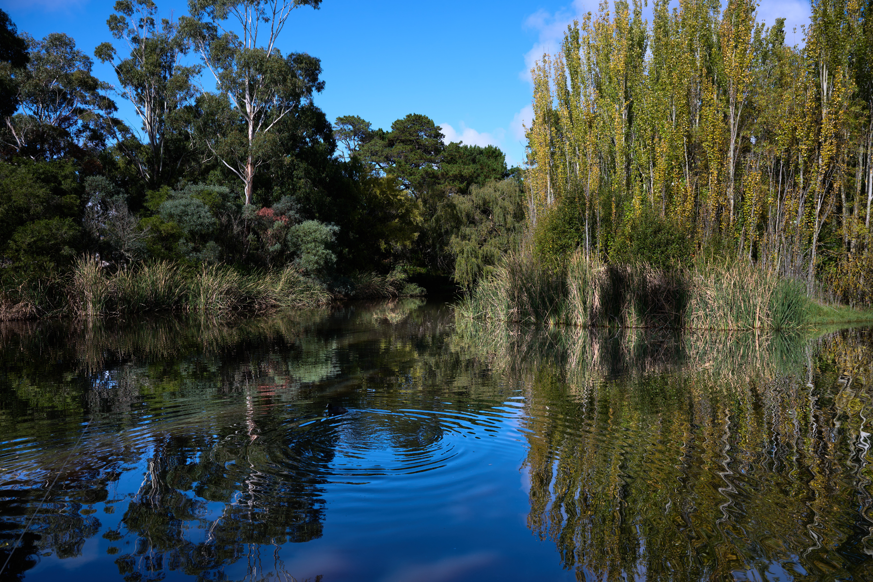 ballarat9